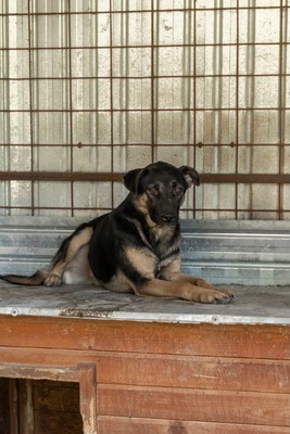 🤎 Clyde – ein sanfter Gentleman mit großem Herz 🤎, Mischling - Rüde