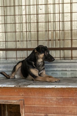 🤎 Clyde – ein sanfter Gentleman mit großem Herz 🤎, Mischling - Rüde
