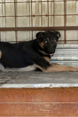 🤎 Clyde – ein sanfter Gentleman mit großem Herz 🤎, Mischling - Rüde