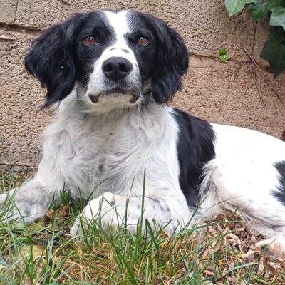 💥Cobi Epagneul Breton ist ein aktiver Hund, der sich gerne bewegt und ausreichend Jagdtrieb mitbringt 💥, Epagneul Breton - Rüde 1