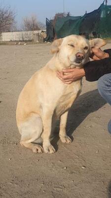 Coca, Mischling - Hündin