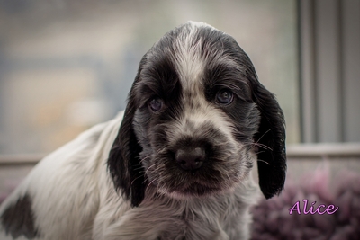 Cocker Spaniel Welpen - Hündin 1