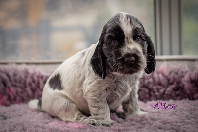 Cocker Spaniel Welpen - Hündin