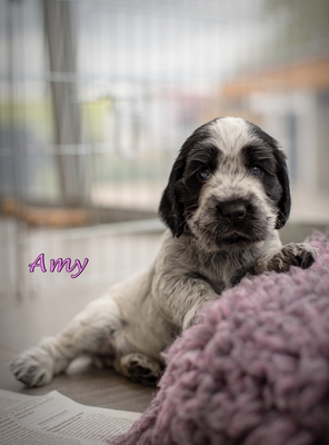 Cocker Spaniel Welpen - Hündin