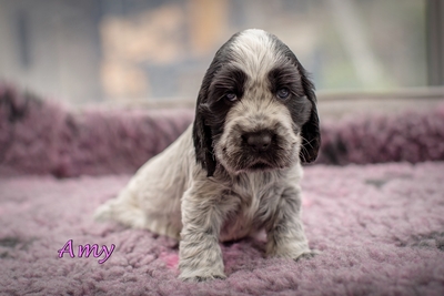 Cocker Spaniel Welpen - Hündin