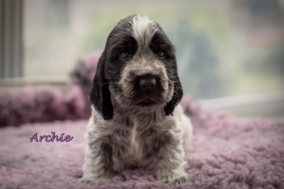 Cocker Spaniel Welpen - Hündin