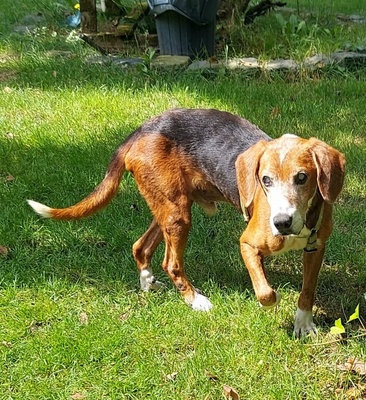 Coco, Beagle - Rüde