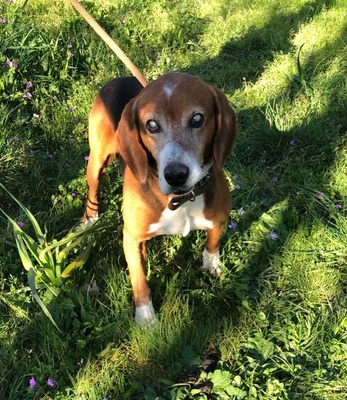 Coco, Beagle - Rüde