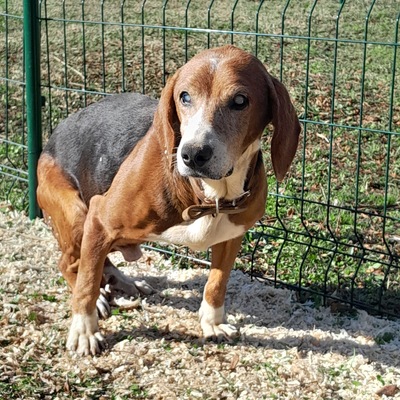 Coco, Beagle - Rüde