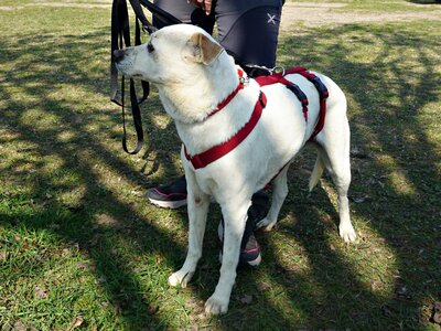 Coco, Bodeguero Andaluz - Mix - Hündin