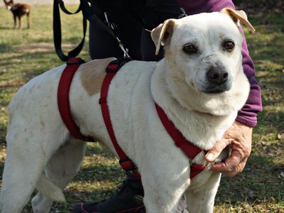 Coco, Bodeguero Andaluz - Mix - Hündin