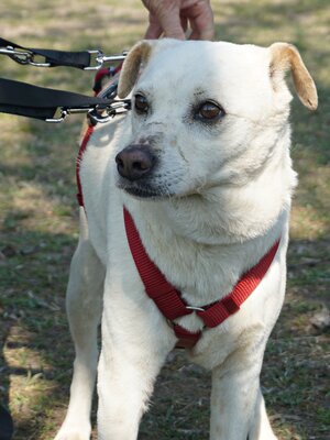 Coco, Bodeguero Andaluz - Mix - Hündin