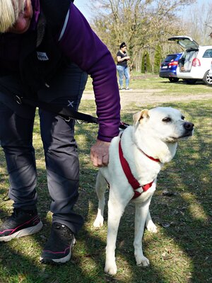 Coco, Bodeguero Andaluz - Mix - Hündin