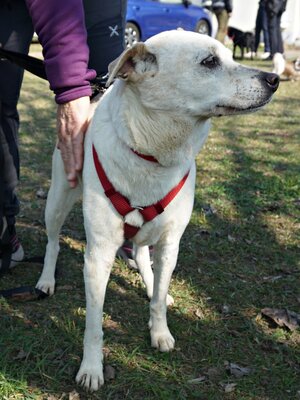 Coco, Bodeguero Andaluz - Mix - Hündin