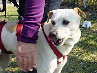 Coco, Bodeguero Andaluz - Mix - Hündin