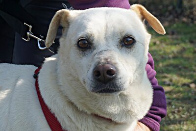 Coco, Bodeguero Andaluz - Mix - Hündin
