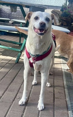 Coco, Bodeguero Andaluz - Mix - Hündin