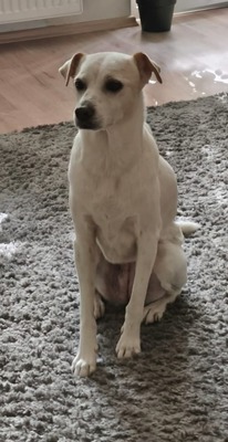 Coco, Bodeguero Andaluz - Mix - Hündin