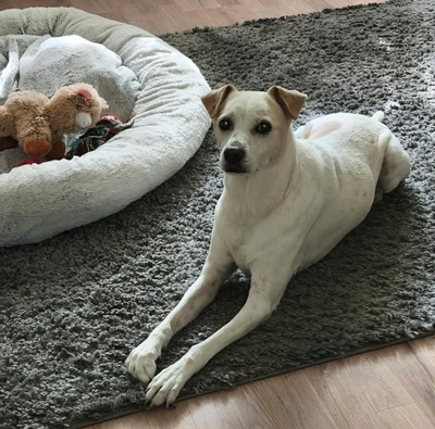Coco, Bodeguero Andaluz - Mix - Hündin
