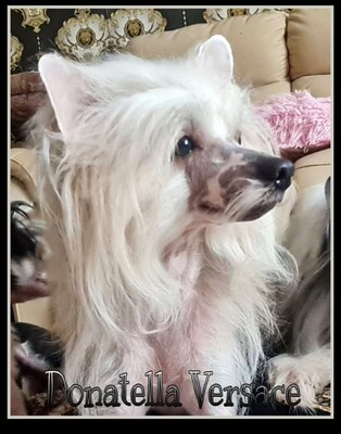 Coco Chalel, Chinese Crested Welpen - Hündin