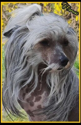 Coco Chalel, Chinese Crested Welpen - Hündin