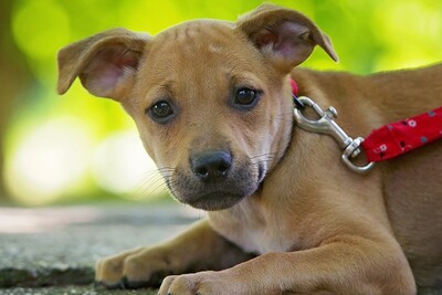 Coco, Mischling Welpen - Hündin