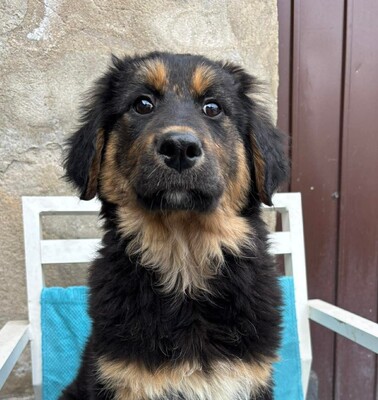 Coco, Mischling Welpen - Hündin