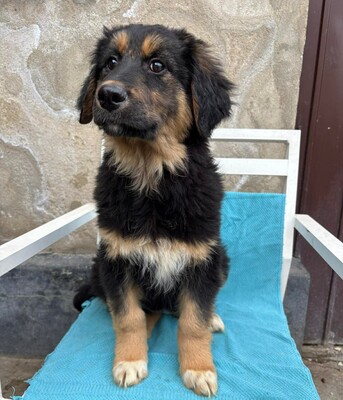 Coco, Mischling Welpen - Hündin