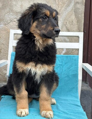 Coco, Mischling Welpen - Hündin