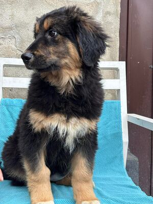 Coco, Mischling Welpen - Hündin