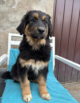 Coco, Mischling Welpen - Hündin