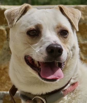 Coco - NOTFALL, Bodeguero Andaluz - Mix - Hündin