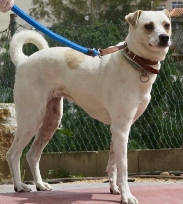 Coco - NOTFALL, Bodeguero Andaluz - Mix - Hündin