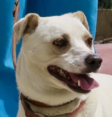 Coco - NOTFALL, Bodeguero Andaluz - Mix - Hündin