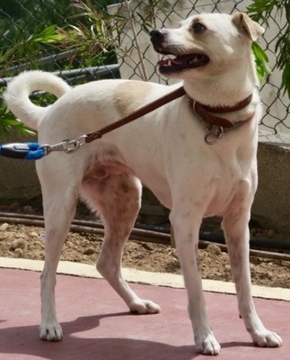 Coco - NOTFALL, Bodeguero Andaluz - Mix - Hündin