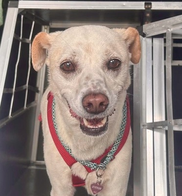 Coco, Podenco Andaluz - Mix - Hündin