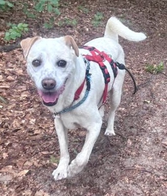 Coco, Podenco Andaluz - Mix - Hündin