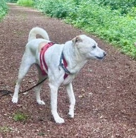 Coco, Podenco Andaluz - Mix - Hündin