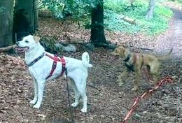 Coco, Podenco Andaluz - Mix - Hündin