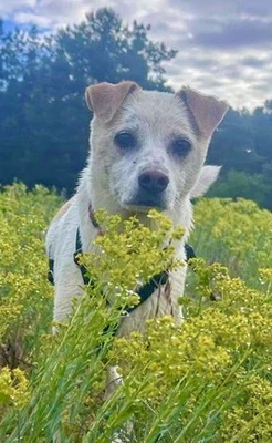 Coco, Podenco Andaluz - Mix - Hündin