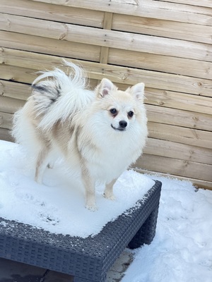 Coco, Pomeranian Spitz Mix Welpen - Hündin