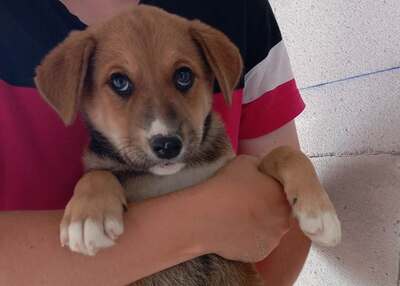Coco, ein liebes Hundekind sucht liebevolles Zuhause