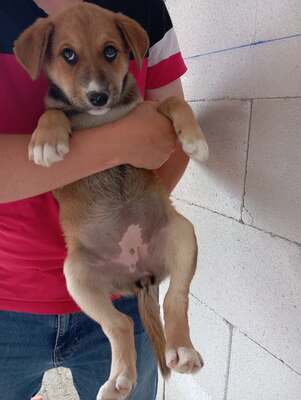 Coco, ein liebes Hundekind sucht liebevolles Zuhause, Mischling Welpen - Hündin