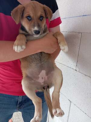 Coco, ein liebes Hundekind sucht liebevolles Zuhause, Mischling Welpen - Hündin