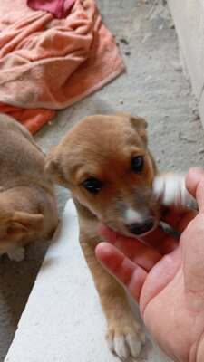Coco, ein liebes Hundekind sucht liebevolles Zuhause, Mischling Welpen - Hündin