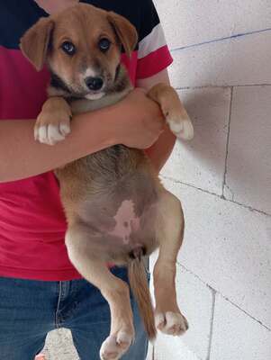 Coco, ein liebes Hundekind sucht liebevolles Zuhause, Mischling Welpen - Hündin
