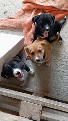 Coco, ein liebes Hundekind sucht liebevolles Zuhause, Mischling Welpen - Hündin