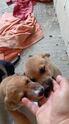 Coco, ein liebes Hundekind sucht liebevolles Zuhause, Mischling Welpen - Hündin