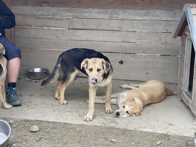 Coco geb. 11/23 sucht geduldiges und liebevolles Zuhause, Mischling - Hündin