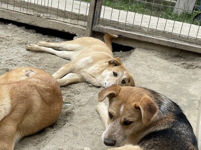 Coco geb. 11/23 sucht geduldiges und liebevolles Zuhause, Mischling - Hündin